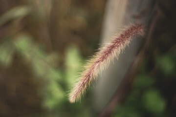 in the soil for up to 10 years without losing the ability to germinate.Napier grass's English name is Pennisetum purpureum and Pennisetum purpureum is native to South Africa. This type of Pennisetum