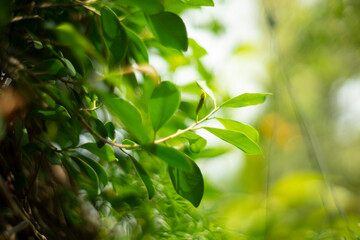  Ficus benjamina, and Ficus benjamina often sold in stores,one of the most common Ficus benjamina in Israeli