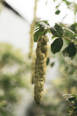  botany at the Tübingen University. The species epithet philippensis refers to the Philippines, a locality of natural distribution of the species.Gmelina philippensis is a plant species