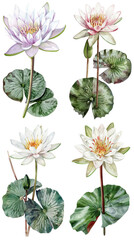 Fototapeta premium PNG Water Lily Flower Or Nymphaea spp flower On Transparent Background
