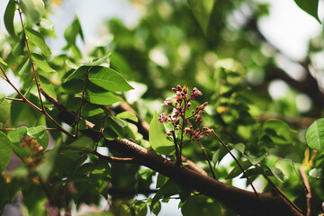 fruit is star-shaped). The Averrhoa carambola is crunchy, Averrhoa carambola has a sweet and sour taste, similar to the taste of pineapple pear. The seed