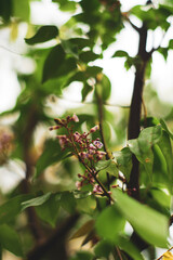 fruit is star-shaped). The Averrhoa carambola is crunchy, Averrhoa carambola has a sweet and sour taste, similar to the taste of pineapple pear. The seed
