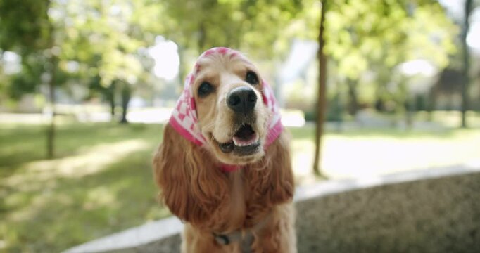 The pretty dog poses nicely. Happy Dog on summer time, weekend picnic. A beautiful brown haired dog is sitting on the street. Cocker Spaniel in park, English cocker spaniel rests outdoors.