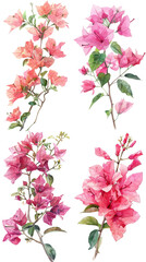 Watercolor Red and Pink Bougainvillea flower on Clear Background