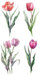 Fototapeta premium Watercolor Magical and Vibramt Tulip Flower 