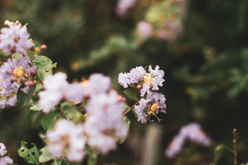 planting and Lagerstroemia indica ability to thrive in hot, humid summer climates with regular precipitation.Lagerstroemia indica is one of only a few trees/shrubs to offer brilliant color in late 