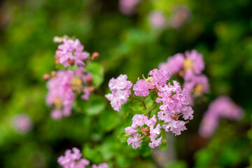 planting and Lagerstroemia indica ability to thrive in hot, humid summer climates with regular precipitation.Lagerstroemia indica is one of only a few trees/shrubs to offer brilliant color in late 