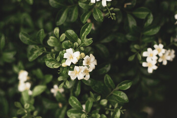 Flowers: Jasminum sambac usually concentrated at the ends of branches, usually each cluster has 2-3 flowers. Jasminum sambac is white in color