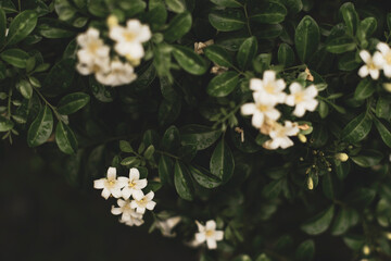 Flowers: Jasminum sambac usually concentrated at the ends of branches, usually each cluster has 2-3 flowers. Jasminum sambac is white in color