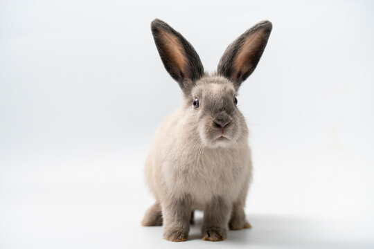 Baby rabbit on white background , Cute Little rabbit healthy isolated on white