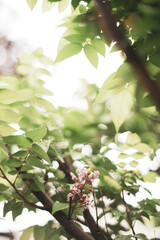 carambola is eaten to stop bleeding and Averrhoa carambola reduce hemorrhoids, the juice of Averrhoa carambola is used as a fever reducer.Averrhoa carambola Crushed and boiled