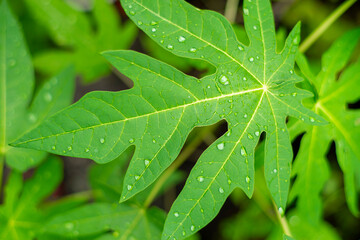 red buds fall soon. Single leaves grow alternately. Leaf stalks are stiff, 2–5 cm long. The leaves are tough, hairy, dark green on top, light