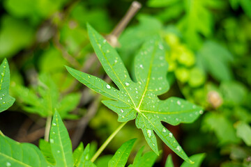 red buds fall soon. Single leaves grow alternately. Leaf stalks are stiff, 2–5 cm long. The leaves are tough, hairy, dark green on top, light