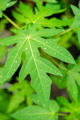 red buds fall soon. Single leaves grow alternately. Leaf stalks are stiff, 2–5 cm long. The leaves are tough, hairy, dark green on top, light