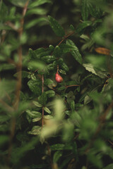 the juice from pomegranates can replenish your body in the morning. Most of Punica granatum nutrients are assimilated when the stomach is empty. Therefore, consuming the juice 