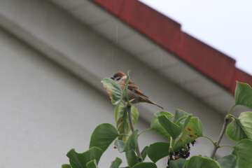 A bird is sitting on the tree