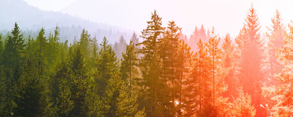 mysterious misty pine tree red green sunset forest