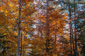 Fototapeta premium autumn panorama background with colorful trees