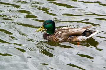Image of an animal a wild drake and a duck sail on a pond