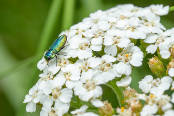 jewel beetle - Anthaxia fulgurans, beautiful green metallic beetle from European meadows and...