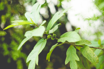 A rare side effect of eating an excessive number of pomegranate seeds is an intestinal blockage. People with chronic constipation are at a slightly higher risk of this.