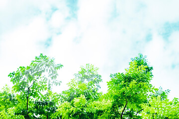 The diameter of the trunk and canopy of Samanea is very large, sometimes the canopy of Samanea is...