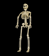 Skeleton isolated on black background