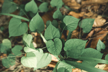  growth, freshness, natural and positive life energy. Leaves are the typical color of mountains and forests. Most green plants have a natural green pigment called chlorophyll, which is the formation o