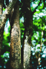 geographical landscape. Forests are part of the geographical landscape, which includes a whole of trees, shrubs, grasses, animals and microorganisms. In the process of their development,