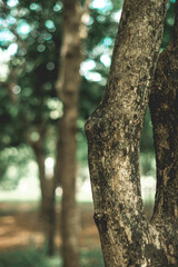 geographical landscape. Forests are part of the geographical landscape, which includes a whole of trees, shrubs, grasses, animals and microorganisms. In the process of their development,