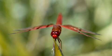 red dragonfly on a leaf
