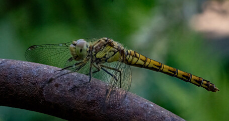 LIbelle im Garten