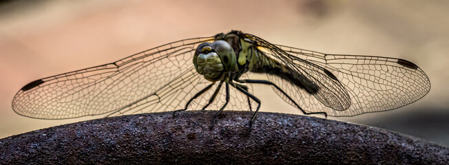 LIbelle im Garten