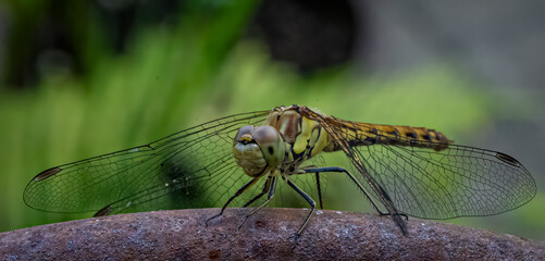 LIbelle im Garten