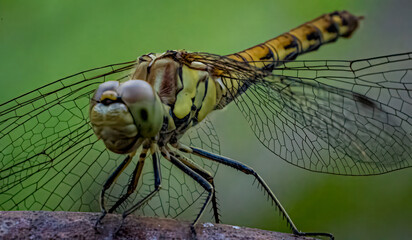 LIbelle im Garten