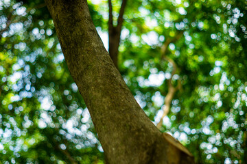 geographical landscape. Forests are part of the geographical landscape, which includes a whole of trees, shrubs, grasses, animals and microorganisms. In the process of their development,