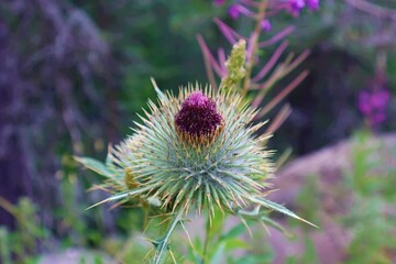 Thistle flowers at the forest in Aladaglar, Bolu, Turkey. Silybum marianum herbal remedy, Saint Mary's Thistle, Marian Scotch thistle, Mary Thistle, Cardus marianus bloom.