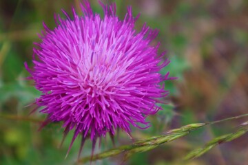 Thistle flowers at the forest in Aladaglar, Bolu, Turkey. Silybum marianum herbal remedy, Saint Mary's Thistle, Marian Scotch thistle, Mary Thistle, Cardus marianus bloom.