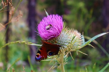 Beautiful butterfly and honeybee on the thistle flower in the forest