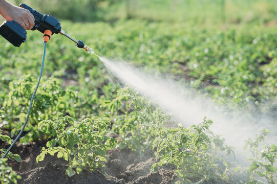 Mature man's hand spraying chemical on crops at field