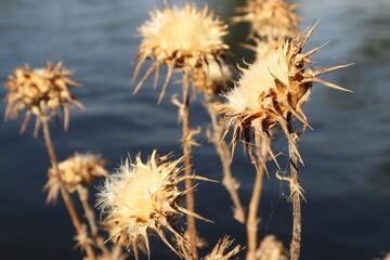 Group of dry thistles. River background.
