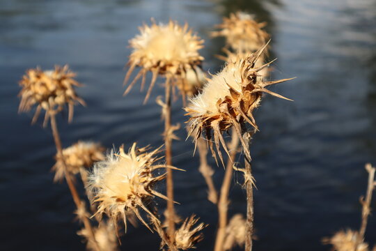 Group of dry thistles. River background.