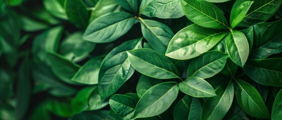 Fototapeta premium lush green foliage background - vibrant texture of nature's emerald greens perfect for eco-friendly designs and nature themed projects