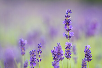 Fototapeta premium Lavandula (lavender) ornamental plant in cottage gerden with dark blue and violet flowers. Close up od Lavandula angustifolia Hidcote Blue. Wallpaper. Cover design.