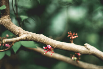  About 4 cm long,Averrhoa carambola purple-pink flowers, Averrhoa carambola appearing in leaf axils, or at the top of branches. Averrhoa carambola Has many branches, up to about 4 m high. Unlike many
