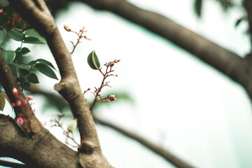 Ripe star fruit with shiny yellow color and leaves, Averrhoa carambola About 4 cm long,Averrhoa carambola purple-pink flowers,