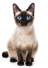 Purring Siamese cat, white background, International Cat Day, beautiful blue eyes, calm demeanor,
