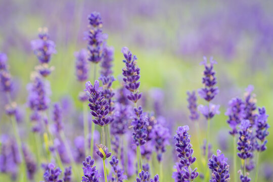 Lavandula (lavender) ornamental plant in cottage gerden with dark blue and violet flowers. Close up od Lavandula angustifolia Hidcote Blue. Wallpaper. Cover design.