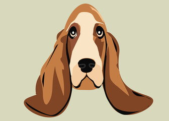 Basset Hound dog over gray background