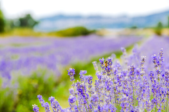 Bee pollinating on lavender at field